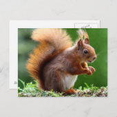 Oranje eekhoorn briefkaart (Voorkant / Achterkant)