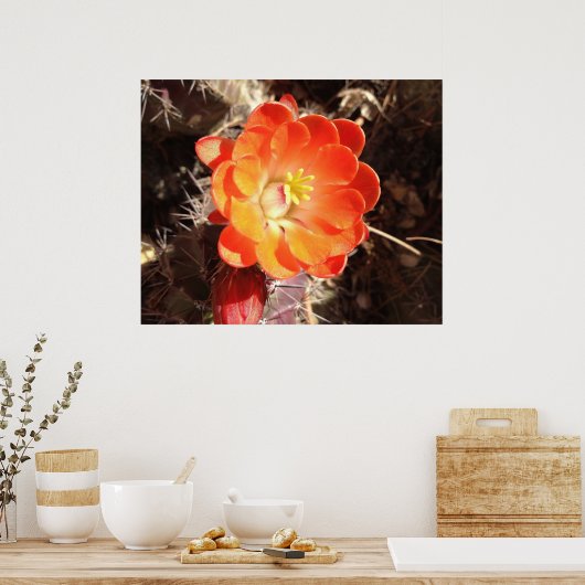 Oranje Egel Cactus Bloed poster (Keuken)