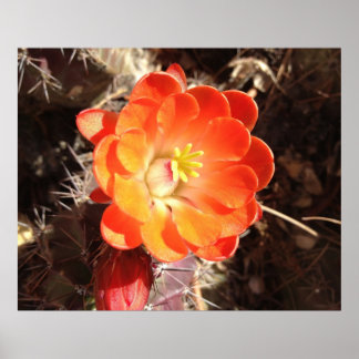 Oranje Egel Cactus Bloed poster
