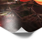 Oranje Egel Cactus Flowers foto afdruk foto (Hoek)