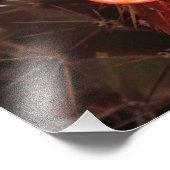 Oranje Egel Cactus Fotofoto's Foto Afdruk (Hoek)