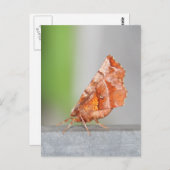Oranje en bruine Moth. Briefkaart (Voorkant / Achterkant)