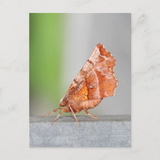 Oranje en bruine Moth. Briefkaart (Voorkant)