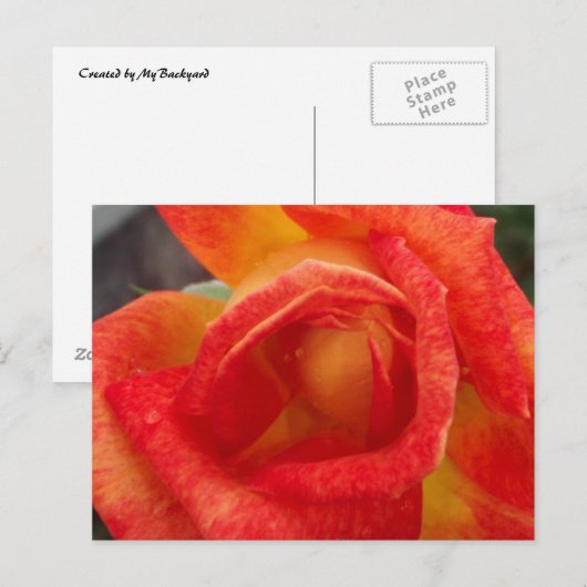 Oranje en Geel Briefkaart (Voorkant / Achterkant)