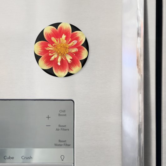 Oranje en geel Collarette Dahlia Floral Magneet (Insitu (Koelkast))