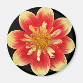 Oranje en geel Collarette Dahlia Floral Magneet (Voorkant)