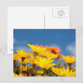Oranje en geel Namaqualand Daisies Briefkaart (Voorkant / Achterkant)