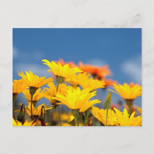 Oranje en geel Namaqualand Daisies Briefkaart (Voorkant)