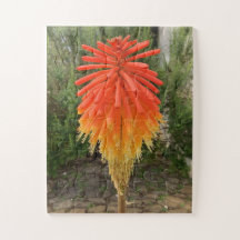 Oranje en Gele Bloem