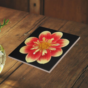 Oranje en Gele Collarette Dahlia Bloem Tegeltje
