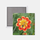 Oranje en gele dahlia magnet (Voorkant / Achterkant)