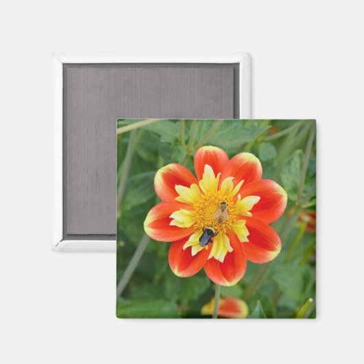 Oranje en gele dahlia magnet (Voorkant / Achterkant)