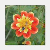 Oranje en gele dahlia magnet (Voorkant)