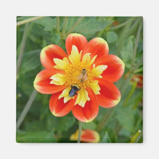 Oranje en gele dahlia magnet (Voorkant)