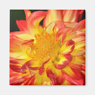 Oranje en gele dahlia magnet