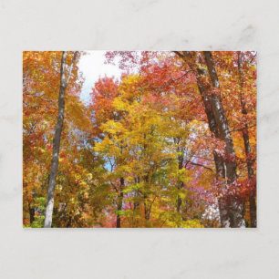 Oranje en gele Herfst Trees herfst Fotografie Briefkaart