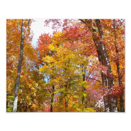 Oranje en gele Herfst Trees herfst Fotografie Foto Afdruk (Voorkant)