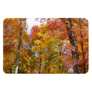Oranje en gele Herfst Trees herfst Fotografie Magneet