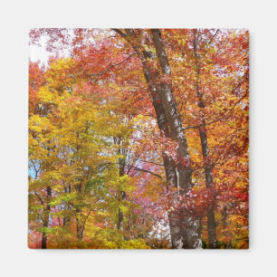 Oranje en gele Herfst Trees herfst Fotografie Magneet