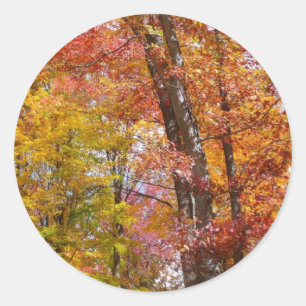 Oranje en gele Herfst Trees herfst Fotografie Ronde Sticker