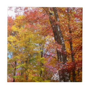 Oranje en gele Herfst Trees herfst Fotografie Tegeltje