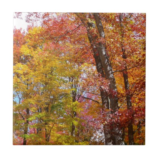 Oranje en gele Herfst Trees herfst Fotografie Tegeltje (Voorkant)