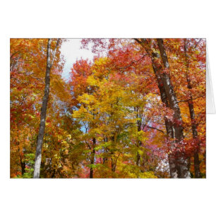 Oranje en gele herfstbomen Herfstfotografie