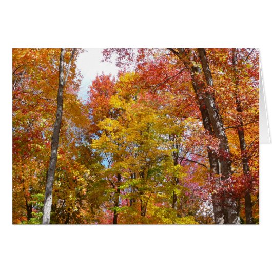 Oranje en gele herfstbomen Herfstfotografie (Voorkant Horizontaal)