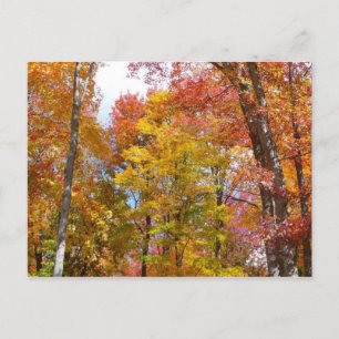 Oranje en gele herfstbomen Herfstfotografie Briefkaart