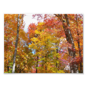 Oranje en gele herfstbomen Herfstfotografie Foto Afdruk
