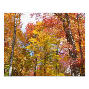 Oranje en gele herfstbomen Herfstfotografie Foto Afdruk