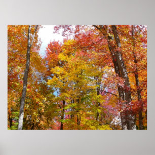 Oranje en gele herfstbomen Herfstfotografie Poster