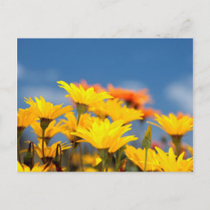 Oranje en gele Namaqualand madeliefjes Briefkaart