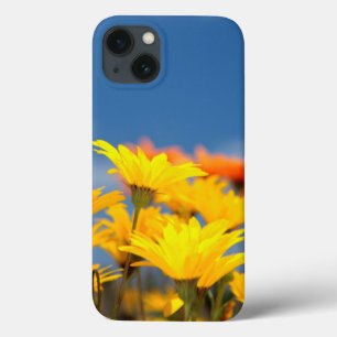 Oranje en gele Namaqualand madeliefjes Case-Mate iPhone Case