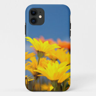 Oranje en gele Namaqualand madeliefjes Case-Mate iPhone Case