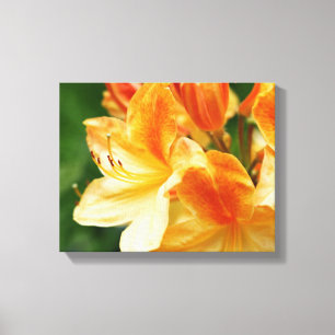 Oranje en gele Rhododendron Flower Canvas Afdruk
