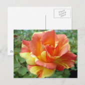 Oranje en gele Rose 1 Briefkaart (Voorkant / Achterkant)