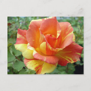 Oranje en gele Rose 1 Briefkaart