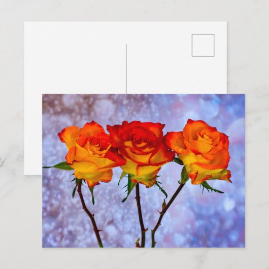 Oranje en gele rozen in een Briefkaart van de Rij (Voorkant / Achterkant)