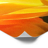 Oranje en gele Tulpen sluiten Poster (Hoek)