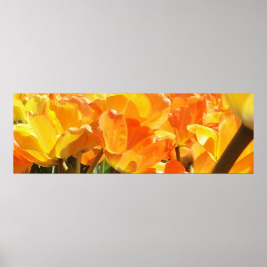Oranje en gele Tulpen sluiten Poster (Voorkant)