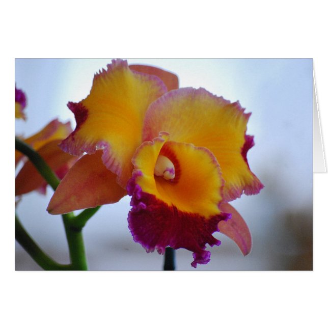 Oranje en gewelddadige Cattleya Orchid Card (Voorkant Horizontaal)