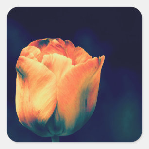 Oranje en groene tulpen *Aanpassen* Vierkante Sticker