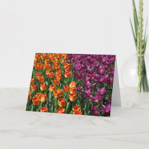 Oranje en paarse tulpen kaart