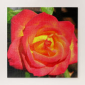 Oranje en rode roze dicht bij elkaar legpuzzel (Horizontaal)
