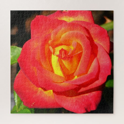 Oranje en rode roze dicht bij elkaar legpuzzel (Verticaal)