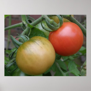 Oranje en rode tomaten afdrukken poster