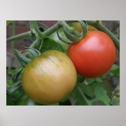 Oranje en rode tomaten afdrukken poster (Voorkant)