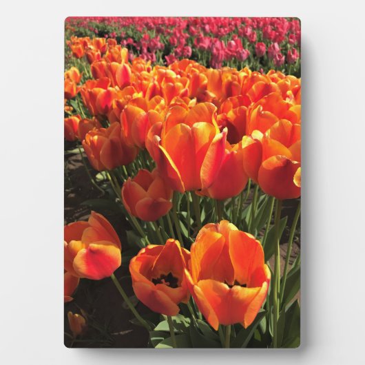 Oranje en rode tulpen fotoplaat (voorkant)