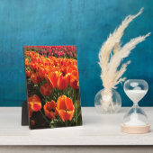 Oranje en rode tulpen fotoplaat (Zijkant)